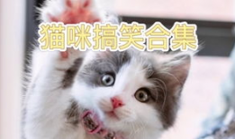 搞笑猫咪视频,猫咪视频笑料连连
