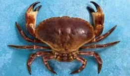 螃蟹视频,探秘海洋生物的奇妙世界