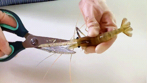 如何挑虾线视频,视频教程助你轻松烹饪美味虾