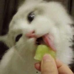 娱乐吃瓜猫捉鸟是真的吗,娱乐吃瓜猫捉鸟事件，真相究竟如何？